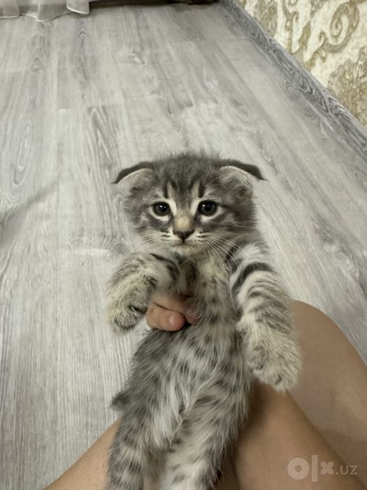 Продаются шотланские веслоухие котята