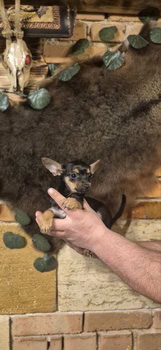 Пинчер 3 месеца момиче и момче