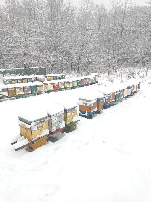 Vând 100  familiii de albine !