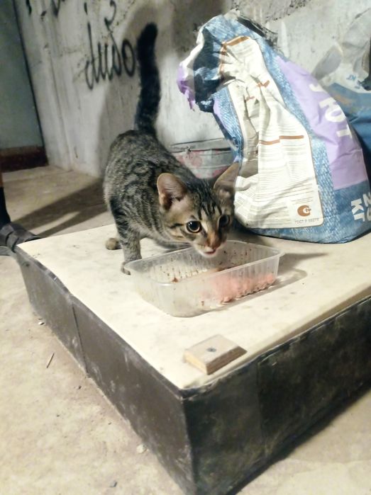 Кошка 6месяцев мальчик