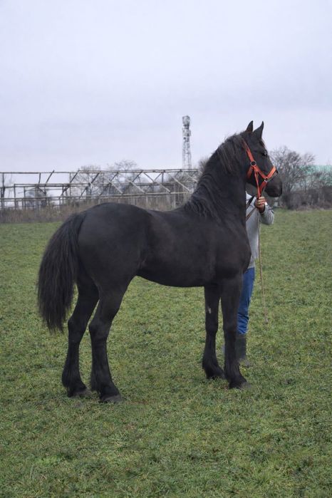 Cârlană friz originală de 11 luni