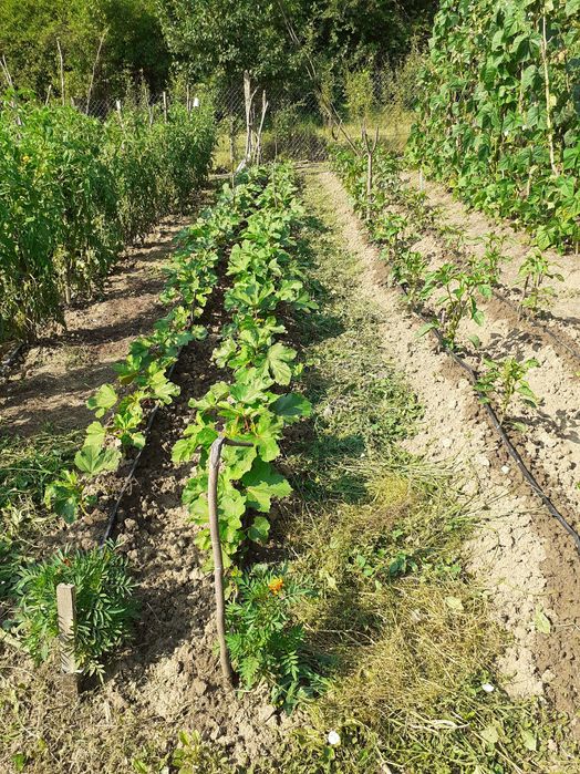 Продавам 1010 кв. м. в регулация и 2 декара зем. земя в с. Враниловци.