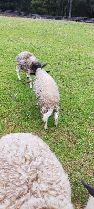 3 oi+ 1 berbec Dorper