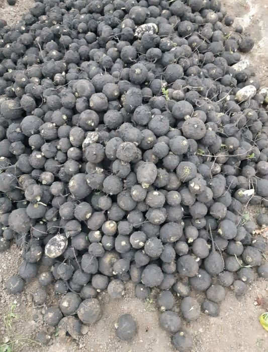 Morcov,țelina, ridichie si sfeclă rosie