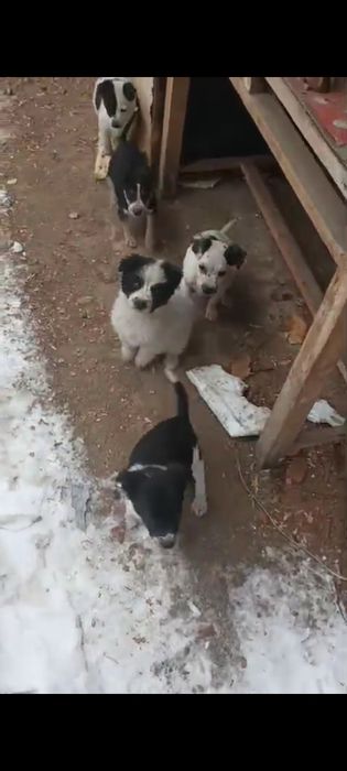 Отдам бесплатно щенков метисов