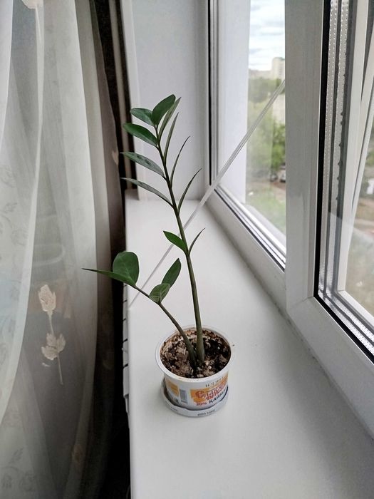 Цветы продам цветы