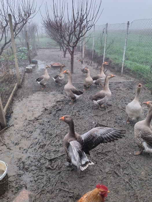 Vand gaste crescute natural 7-8kg