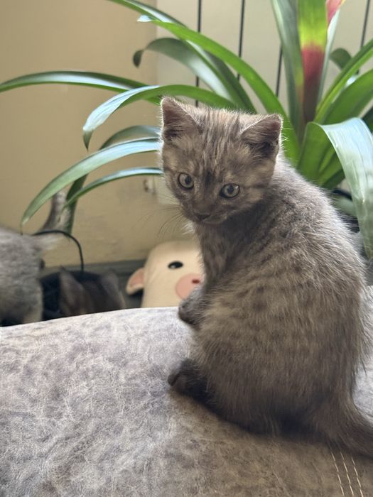 Продам метис котят