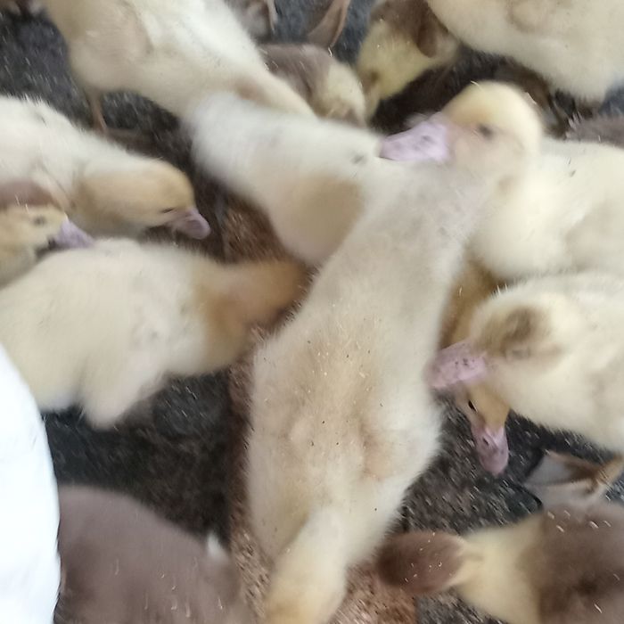 Продам индоутят.