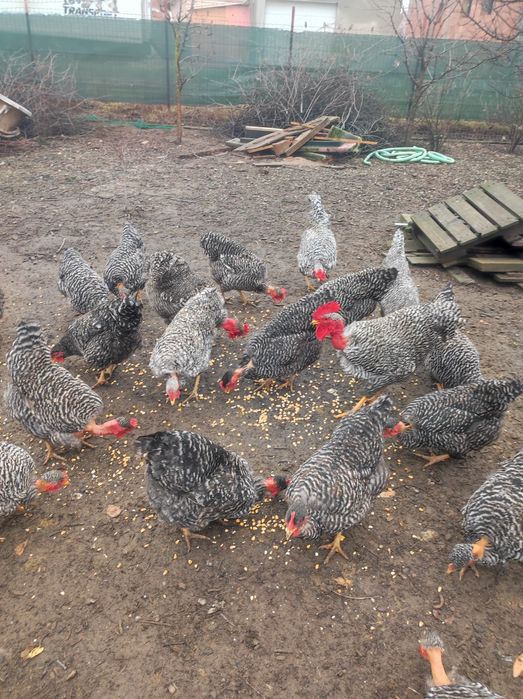 Vând puicuțe gât golaș