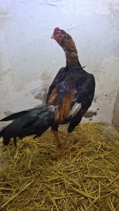 Продам чужиков разных