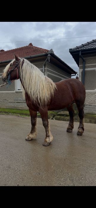 Armăsar de 5ani de vânzare