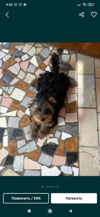 Продается эксклюзивный щенок йоркширского терьера