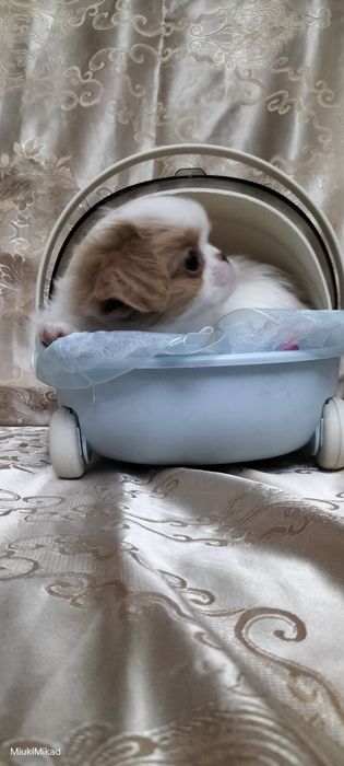 Мальчик японского хина.