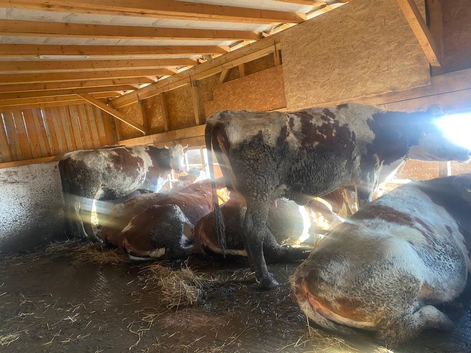 Vand vaci si juninci