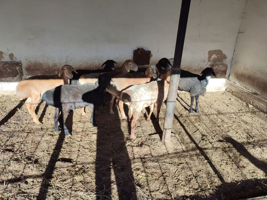 Кой бар. Бараны,