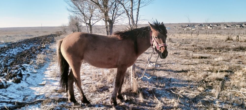 Құнажын байтал сатылады