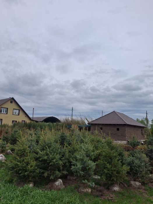 Голубые ели Блю Даймонд