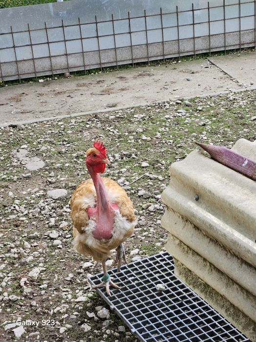 Vinzari găini de rasă