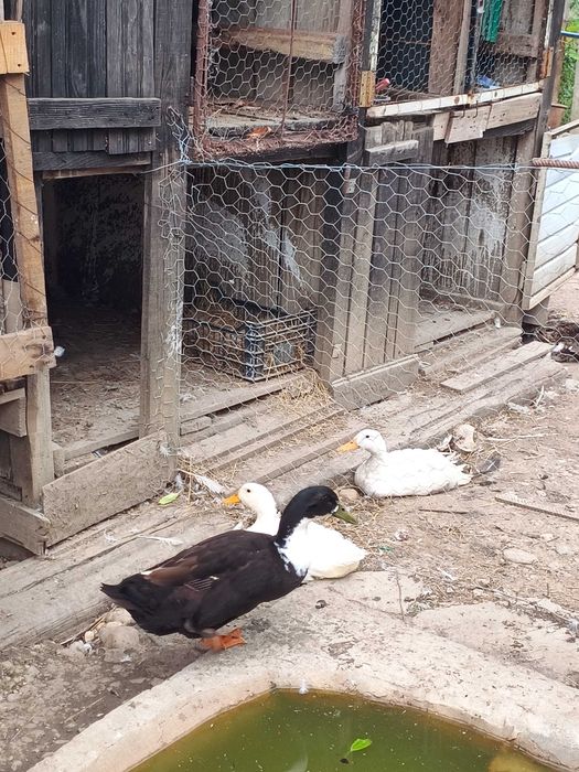 Vând rate românești
