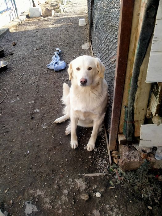 Собачка ищет дом