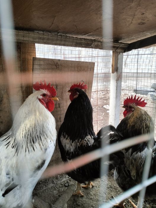 Қораздар бар сатылатын