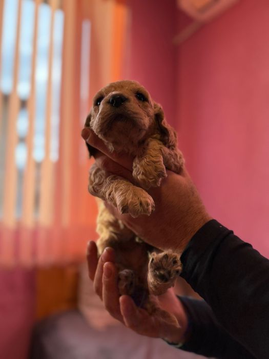 Кокер Шпаньол Английски