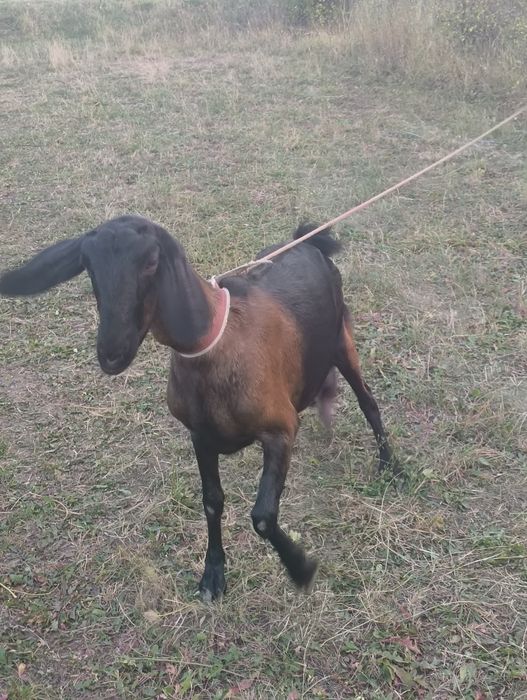 Capra Anglo-danubiana