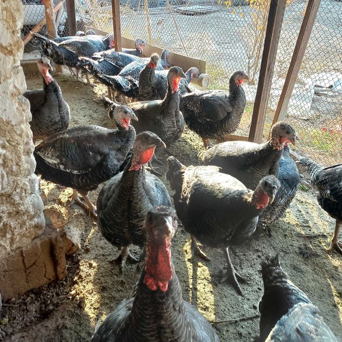 Индюше мясо свежее