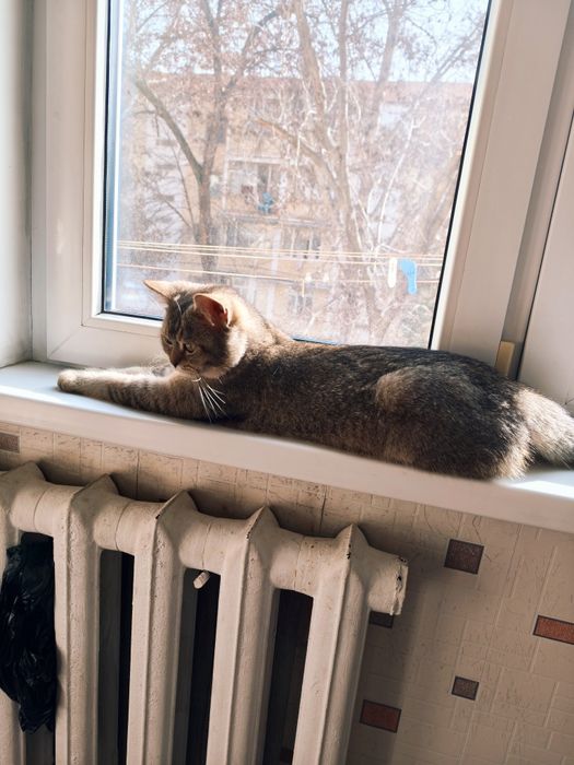 Золотистый шиншилла