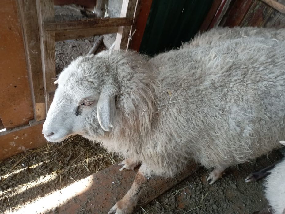 2 жасар ісек қойлар сатылады 3 бас