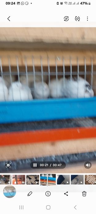 Инкубационный яйца