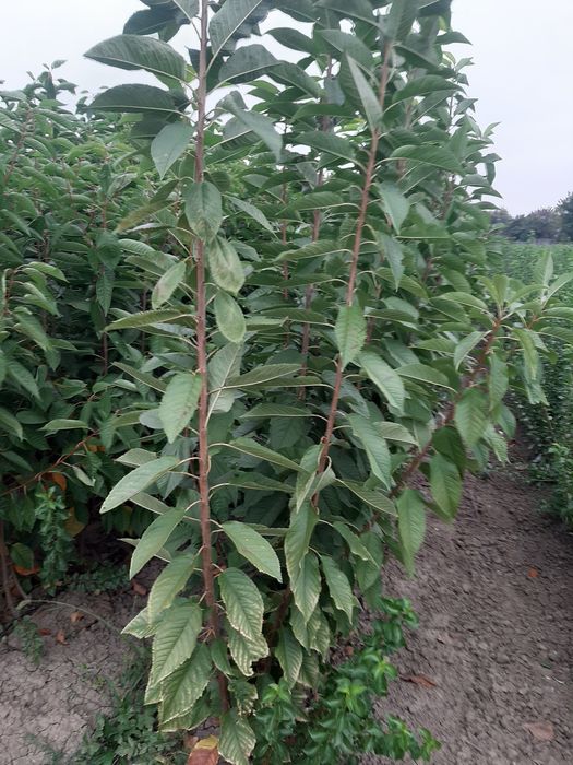 Pomi fructiferi certificati