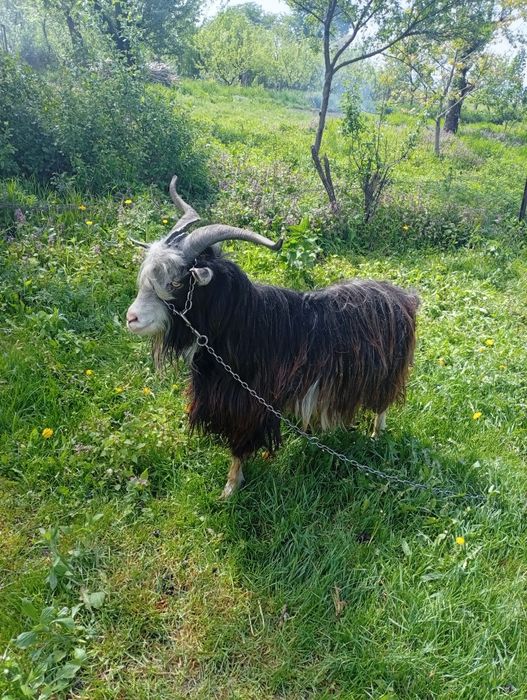 Țap de vânzare de 2ani