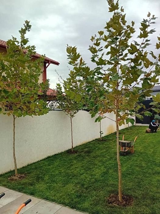 Mesteacăn alb stejar carpen Tuia