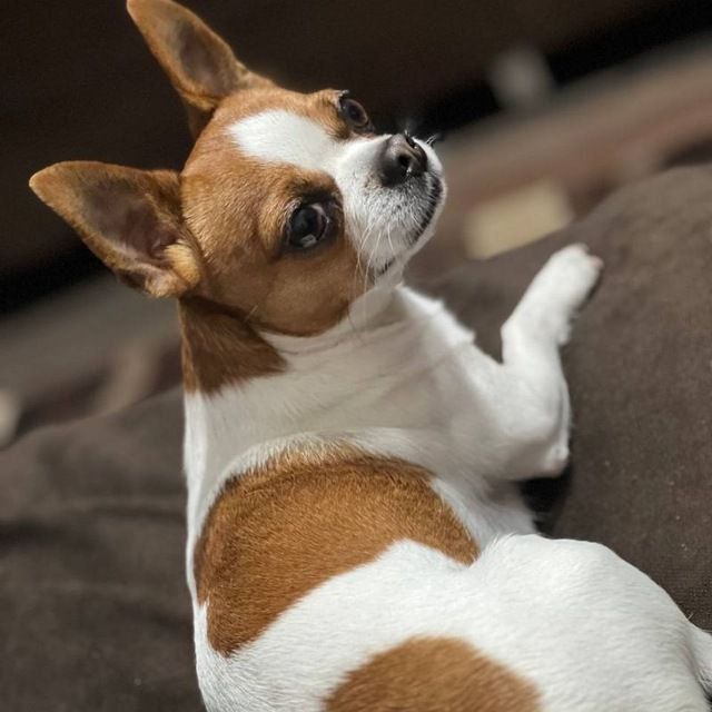 Чихуахуа продажа