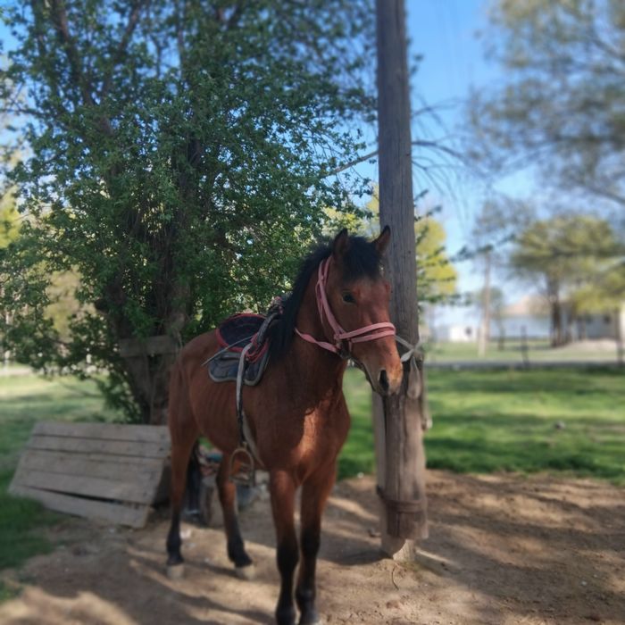 Айт сатылады кепілдікпен