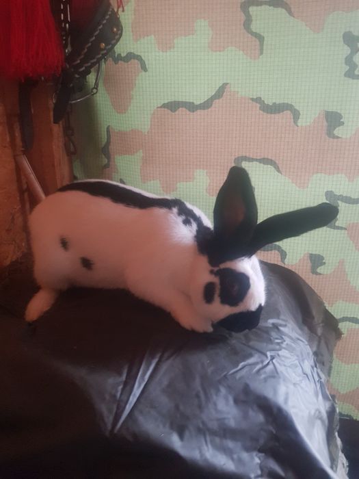 Se vinde iepuri Fluture german