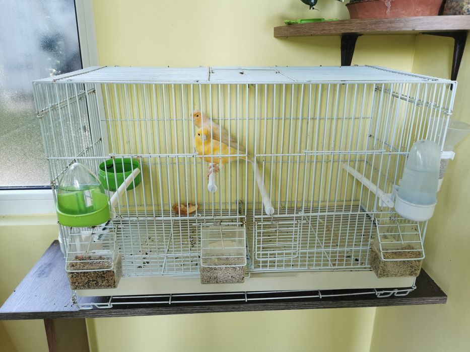 O pereche canari galbeni cu colivie