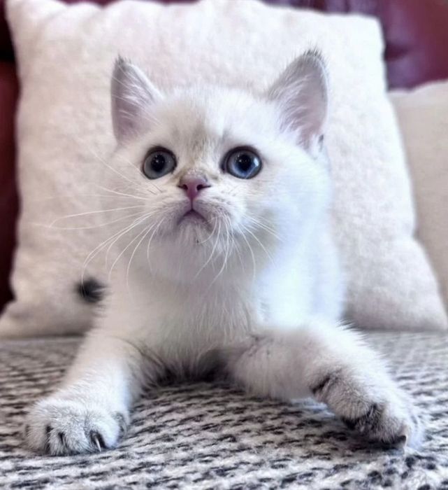 Шотландские шиншиллки котята