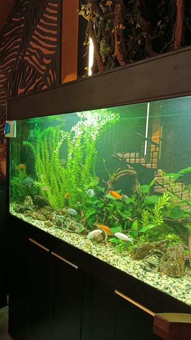 Обслужuвание акварuумов