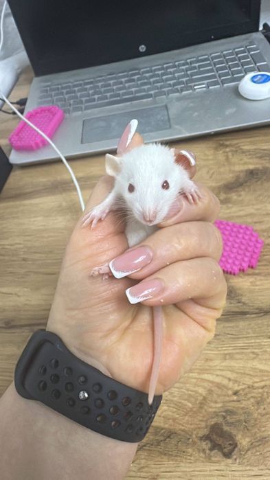 продам декоративных крыс