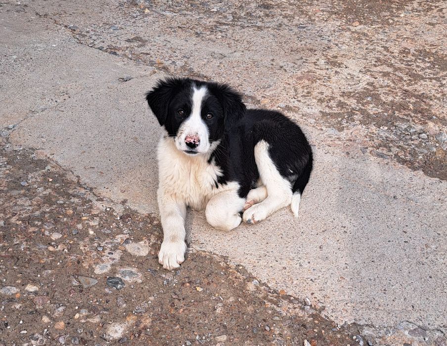 Күшік қыздар үй іздеп жүр