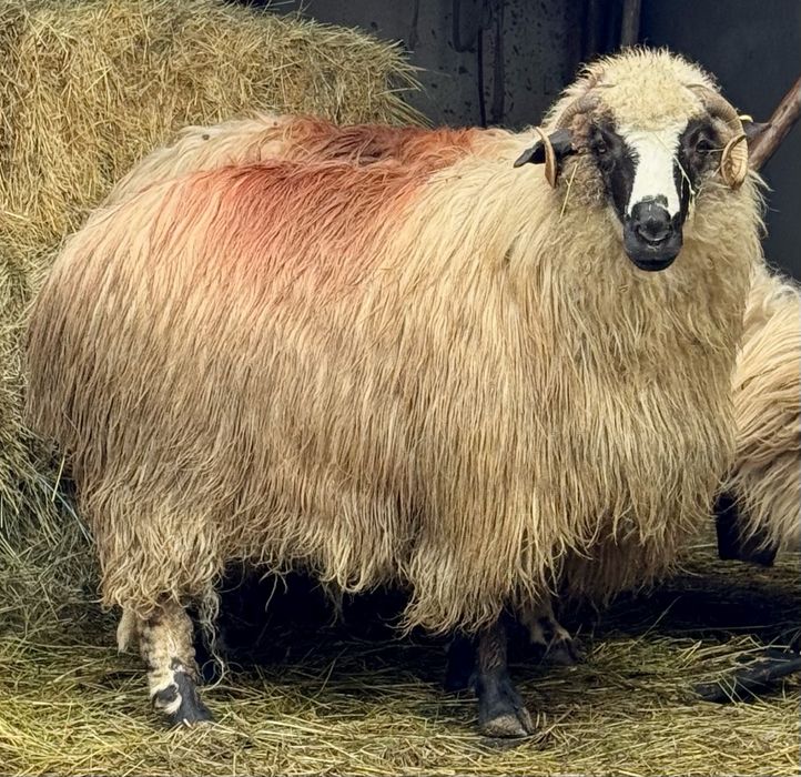 Oi breze de vânzare