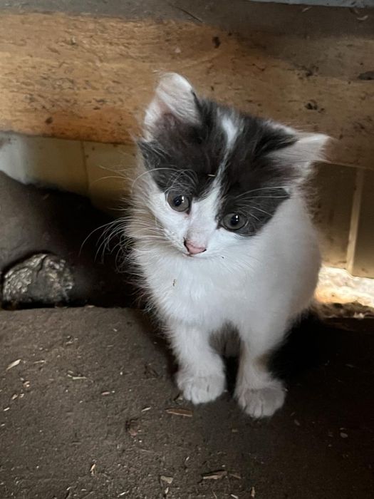 Котята в добрын руки