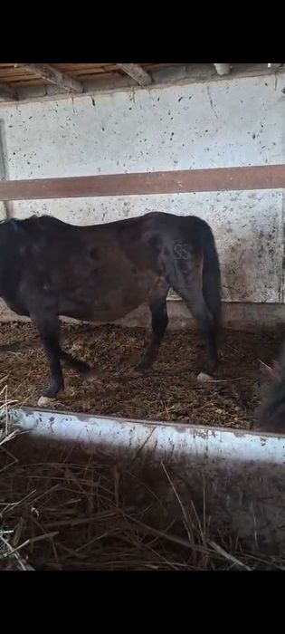 Буаз биелер сатылымда