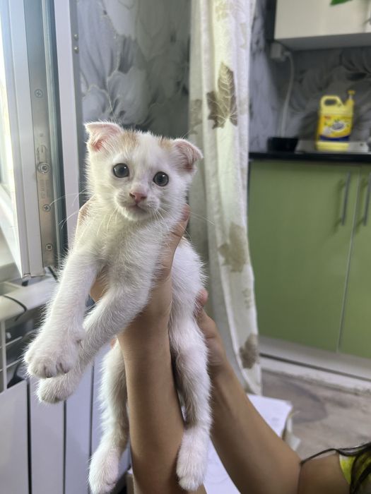 Отдам в добрые руки вислоухую девочку, 2 месяца.