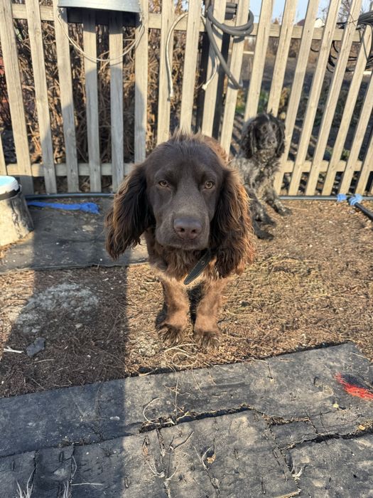 Продам руского спаниэля