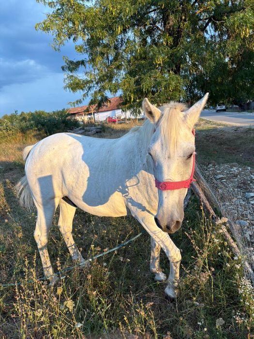 Vând cal, 13ani, nu a fost batut și e foarte cuminte