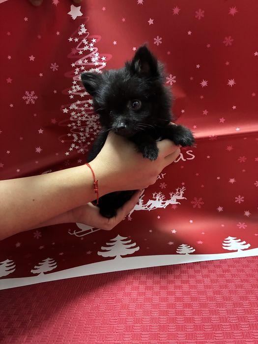 Свободни Померанчета